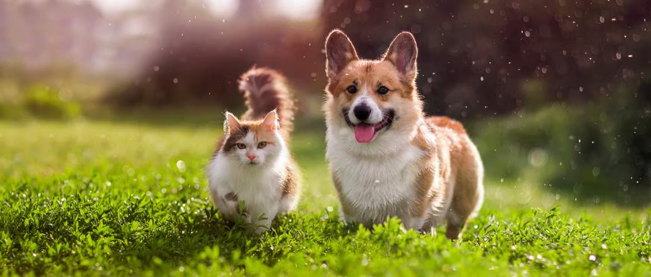Las mascotas ahora son parte de la familia en México