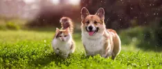 Las mascotas ahora son parte de la familia en México