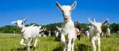 Nuevo tráiler de lanzamiento para Farming Simulator