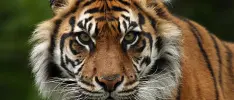 La comunidad de Zoo Tycoon logra su primer reto y ayuda así a la conservación de los Tigres de Sumatra