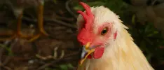 Second Livestock, ¿realidad virtual para gallinas?