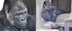 Sólo en Japón, un gorila tiene más pegue que tú