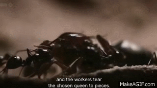 Empire_of_the_Desert_Ants_BBC_Natural_World_2011