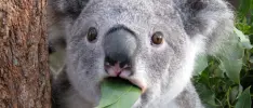 Australia ha prohibido más de 220 juegos en los últimos cuatro meses