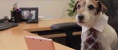 Fallece Uggie, el perro actor y vocero canino de Nintendogs