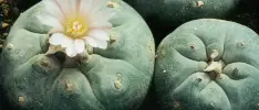 ¡Atáscate! Encuentran nuevo peyote en GTA V