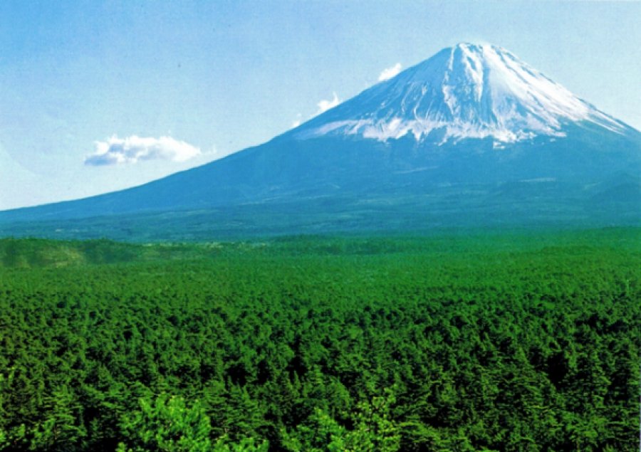 aokigahara fuij