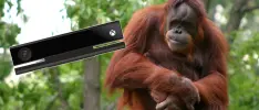 ¡Gamers peludos! Los orangutanes también se divierten usando Kinect
