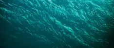 Movie Review - The Shallows