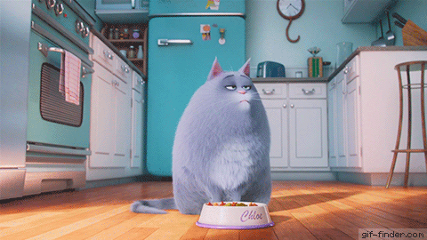 The-Secret-Life-Of-Pets-Chloe-the-cat