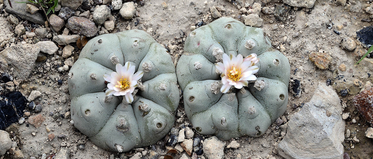 peyote