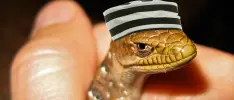 Capturan a miembros de Lizard Squad que atacaron la PSN y Xbox Live en 2014