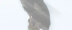 Review – The Last Guardian