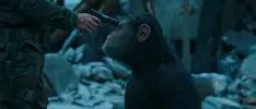 Ya llegó, el nuevo tráiler de El Planeta de los Simios: La Guerra