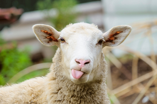 Baa
