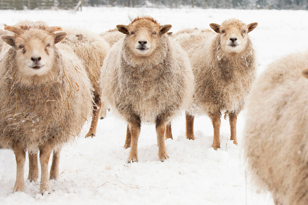 Baa2