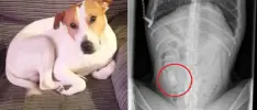¿Fan de Nintendogs? Encuentran cartucho de DS en el estómago de un perro