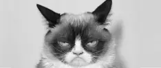 La muerte de un meme. Fallece Grumpy Cat a los 7 años