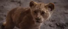 Ya están las primeras reacciones de la nueva película de El Rey Leon