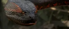 El reboot de Anaconda está en camino
