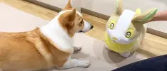 Pokémon: peluche de Yamper se vuelve el mejor amigo de este adorable corgi