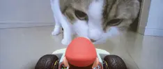 Los gatos se convierten en el mayor obstáculo en Mario Kart Live: Home Circuit