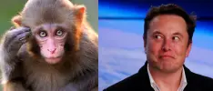 Elon Musk experimentará con chimpancés para que jueguen videojuegos con la mente