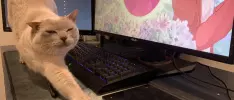 ¿Por qué a los gatos les gusta molestarte mientras juegas?