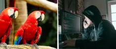 ¿Quiénes son los hackers conocidos como Los Guacamaya?