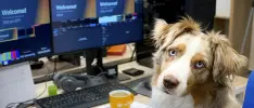 El primer videojuego para perros ya es un hecho