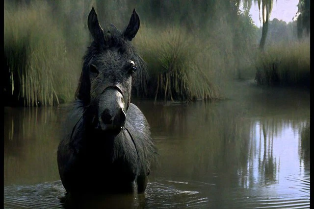 burro