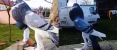 Paloma 