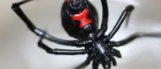 Niño se deja morder por una viuda negra para ser Spider-Man