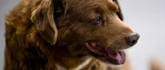 Muere Bobi, el perro más viejo del mundo