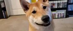 Este shiba-inu hará un speedrun en el evento Awesome Games Done Quick 2024
