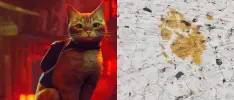 Japón entra en estado de emergencia por un gato radiactivo