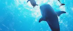 Review – Endless Ocean Luminous