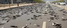 Lluvia de peces en Irán se vuelve viral en redes