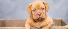 Inteligencia Artificial podría comunicarnos con los perros