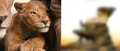 Así se ve la palomera de Mufasa: The Lion King