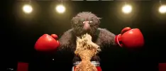 Primer tráiler de Felt that Boxing, juego inspirado en Punch Out