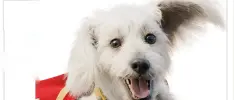 La adopción de perros aumenta gracias a Superman
